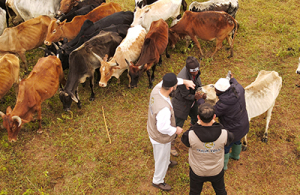 Kurban Bayramı ve Kurbanın Önemi Nedir?